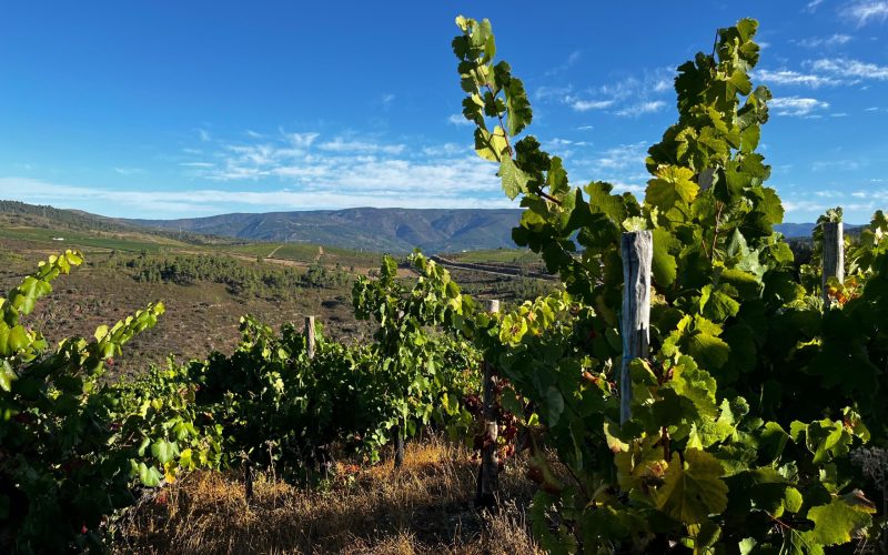 VINOS SOMOZA BODEGA