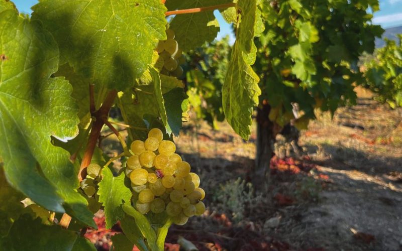 VINOS SOMOZA SOBRE NOSOTROS 2