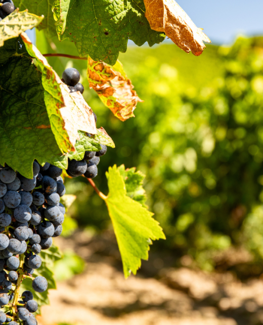 vinos somoza banner